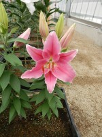 [5536 PO39 Pinnacle No01.JPG]